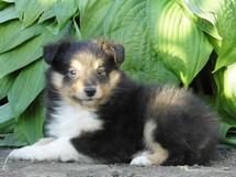puppies