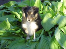 puppies