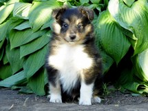 puppies