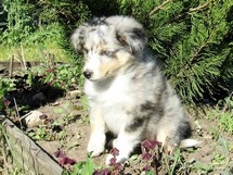 puppies