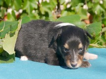 puppies