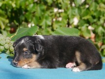 puppies