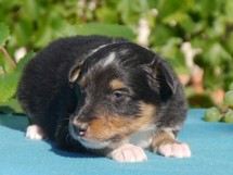 puppies