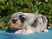 puppies