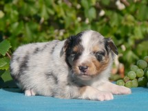 puppies