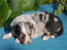 puppies