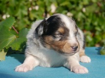 puppies