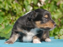 puppies