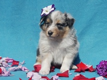 puppies