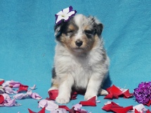 puppies