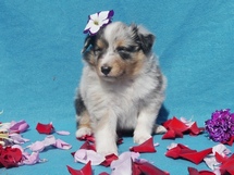 puppies