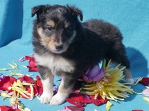 puppies