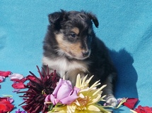 puppies