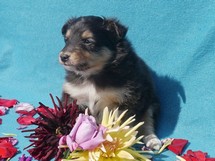 puppies