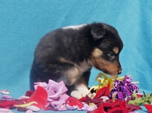 puppies