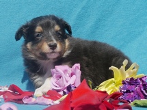 puppies