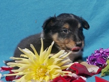 puppies