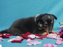 puppies