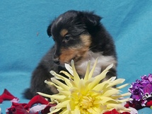 puppies
