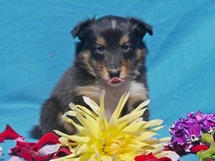 puppies