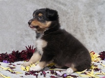 puppies