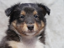 puppies