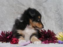 puppies