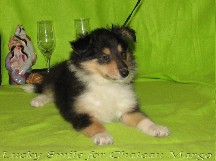 puppies