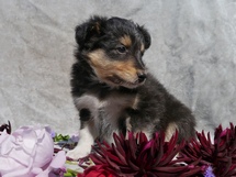 puppies