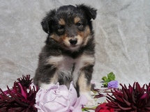 puppies