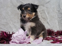 puppies