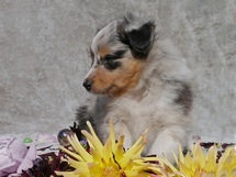 puppies