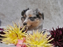 puppies