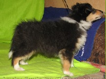 puppies