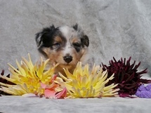 puppies