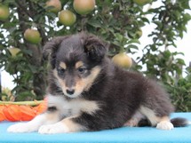 puppies