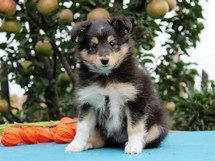 puppies