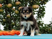 puppies