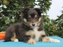 puppies