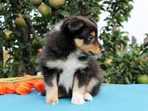 puppies