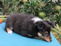 puppies