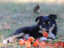 puppies