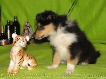 puppies