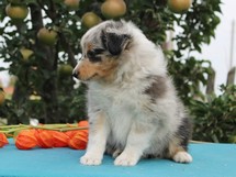puppies