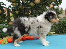 puppies