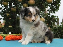 puppies