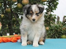 puppies