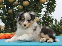 puppies