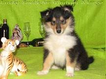 puppies