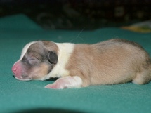 puppies